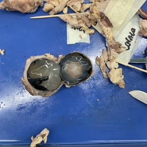 Meet your Posher, Bill